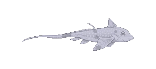 Spotted Ratfish