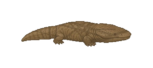 Chinese Giant Salamander