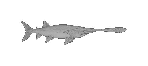 Chinese Paddlefish