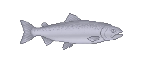 Chum Salmon
