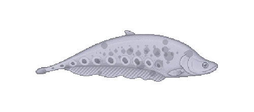 Clown Knifefish