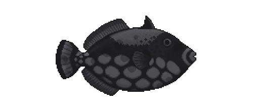 Clown Triggerfish
