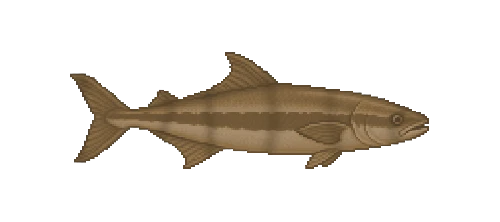 Cobia