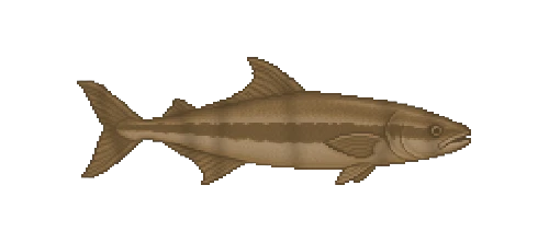 Cobia