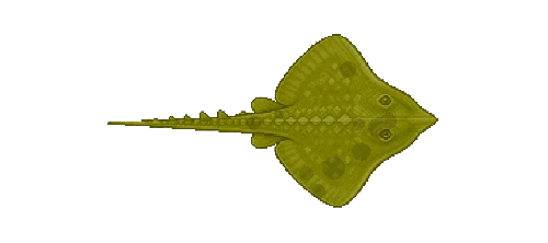 Common Skate