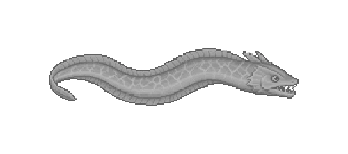 Conger Eel