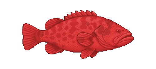 Coral Trout