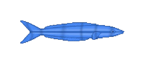 Cortez Rainbow Wrasse