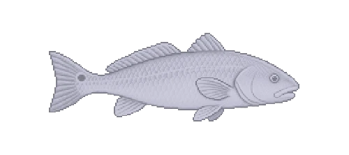 Corvina
