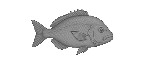 Cubera Snapper