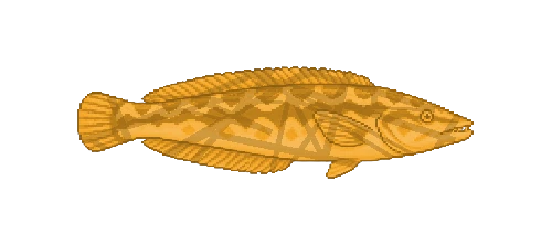 Cuckoo Wrasse