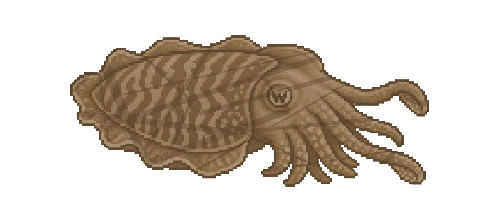 Pharaoh Cuttlefish