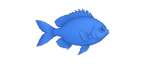 Damselfish