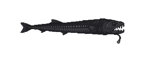 Black Dragonfish