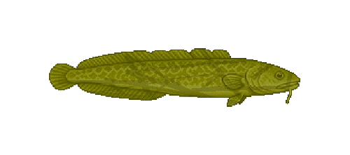 Deepwater Burbot
