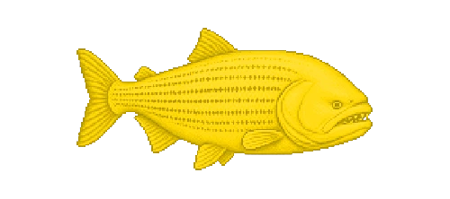Golden Dorado