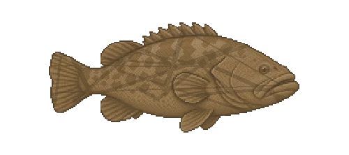 Dusky Grouper