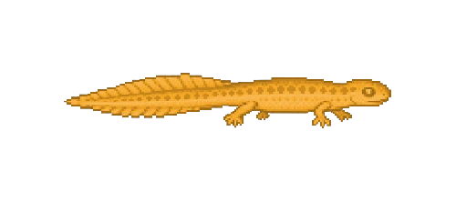 Eastern Newt