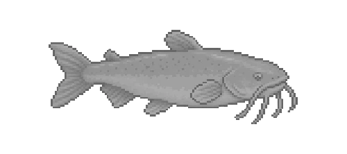 Atlantic Catfish