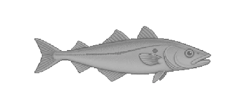 Arctic Haddock