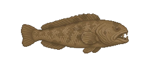 Spotted Wolffish