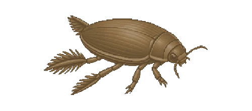 Diving Beetle