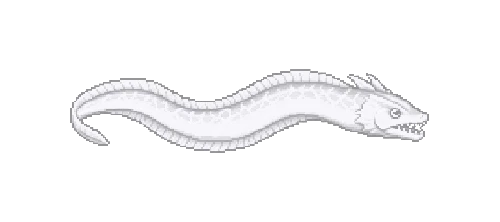 Grotto Eel