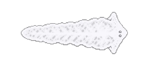 Dendrocoelum Cave Flatworm