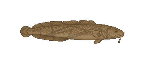 European Burbot