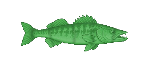 Lake Zander