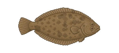 European Plaice