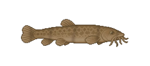 European Weatherfish