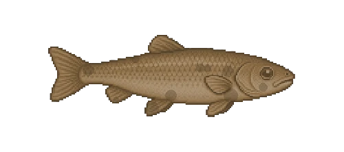 Danube Gudgeon