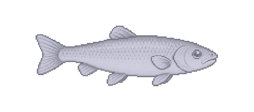 Common Dace
