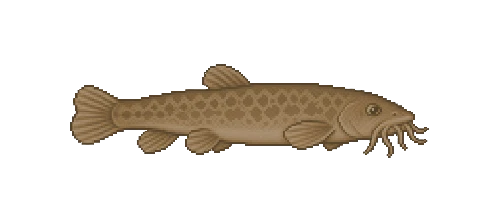 Hot Spring Loach