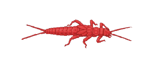 Thermal Midge Larva
