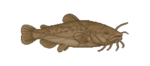 European Bullhead