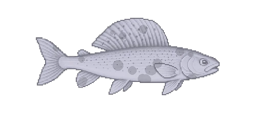 European Grayling