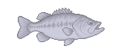 European Sea Bass
