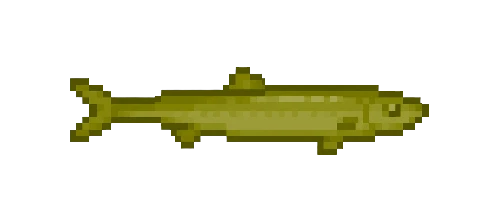 Fathead Minnow