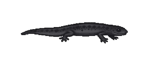 Fire Salamander