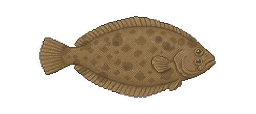 Summer Flounder