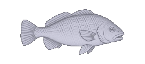 Freshwater Drum