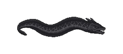 Galapagos Lava Eel