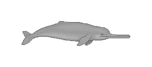 Ganges River Dolphin