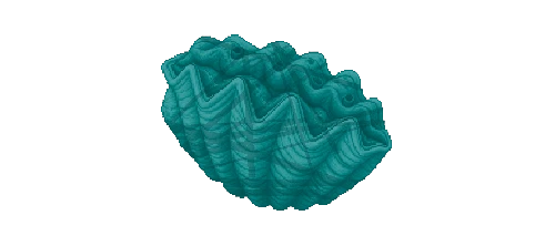 Giant Clam