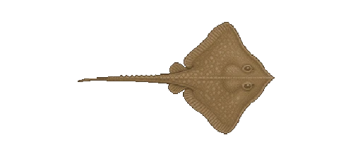 Giant Freshwater Stingray
