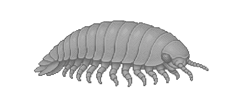 Bathynomus Isopod