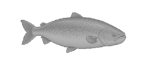 Giant Mekong Catfish