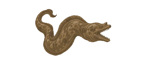 Giant Moray